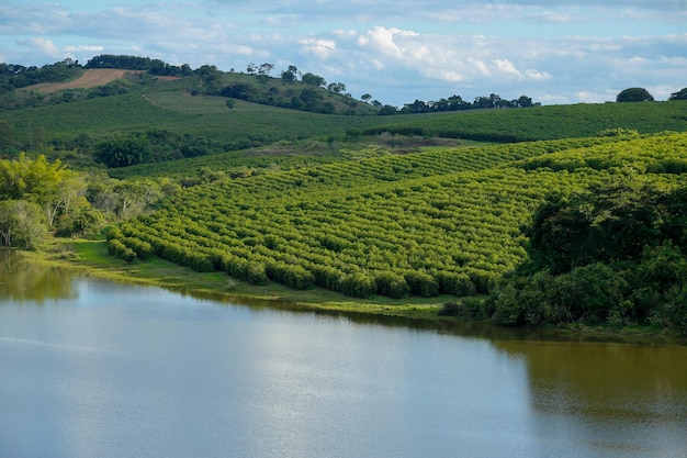 Vue d'un champ producteur de café au Brésil