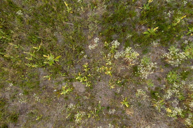 vue sur le champ sauvage au-dessus de fond d'été