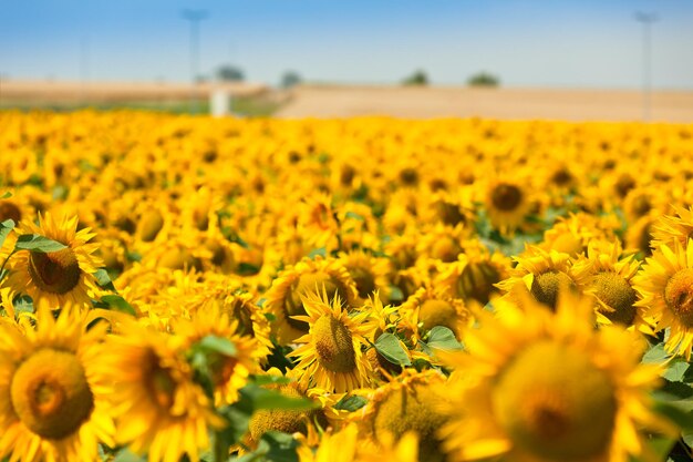 Vue de champ de tournesols. Tourné avec une mise au point sélective