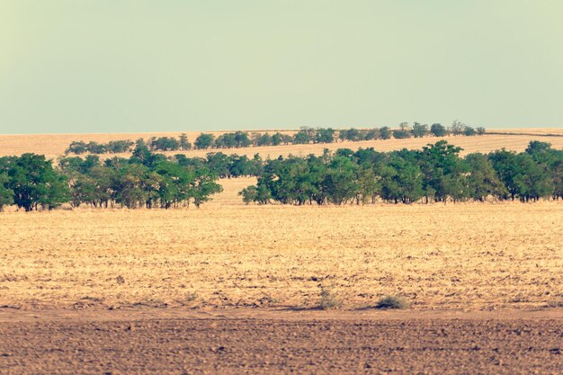 Une vue sur les champs agricoles et les arbres au loin