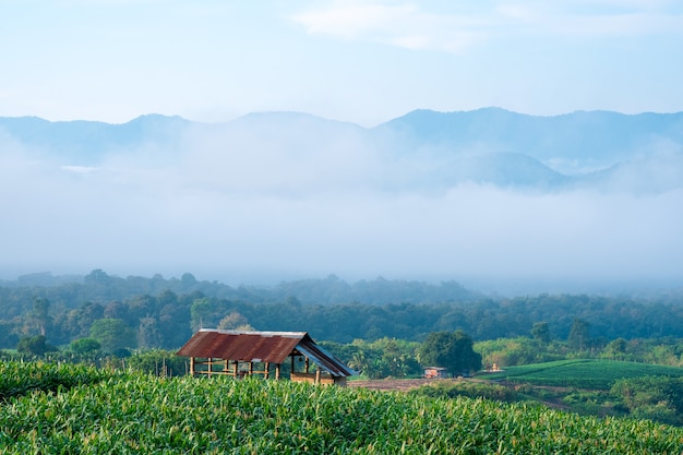 Vue sur les champs de maïs avec un léger brouillard et un ciel magnifique dans les collines sèches de la Thaïlande rurale.