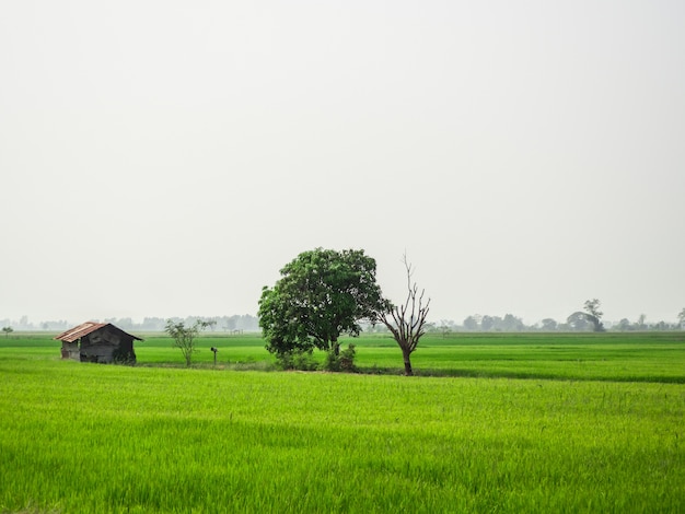 Vue des champs de riz vert et des arbres