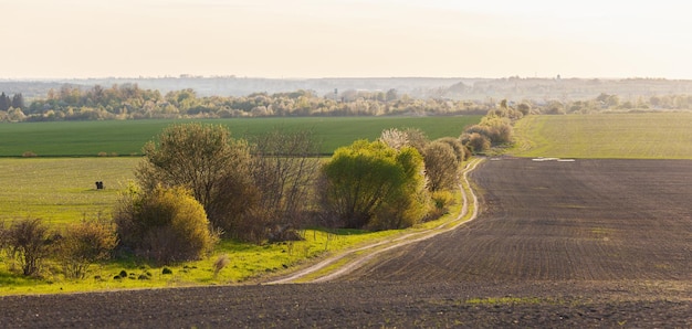 Vue sur les champs verts au début du printemps