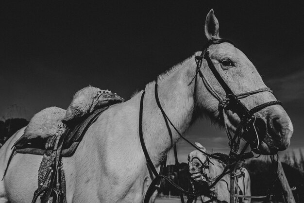 Photo vue de la charrette à chevaux