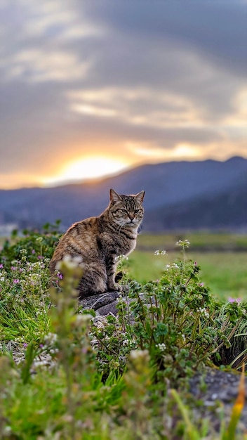 Vue d'un chat sur le champ