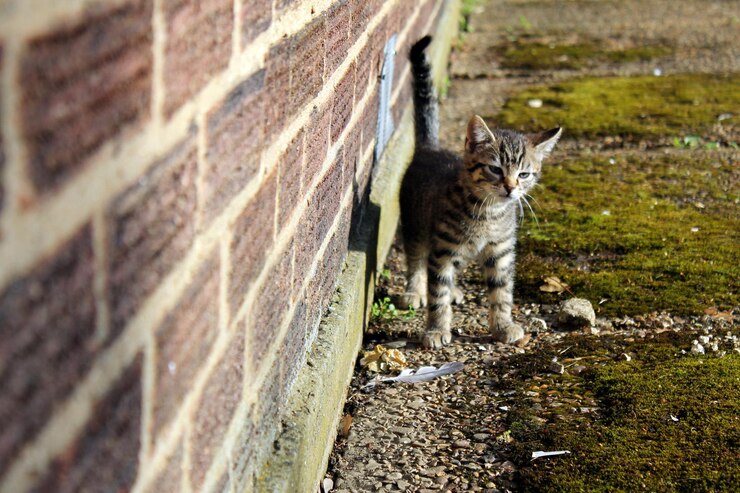 Photo vue d'un chat à côté du mur