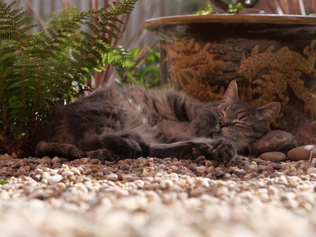 Photo vue d'un chat endormi