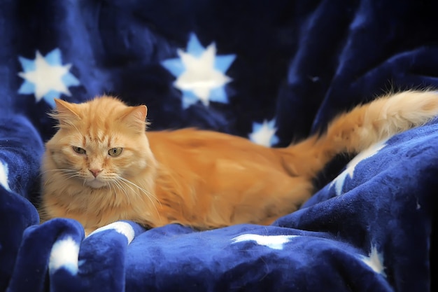 Photo vue d'un chat qui se détend à la maison