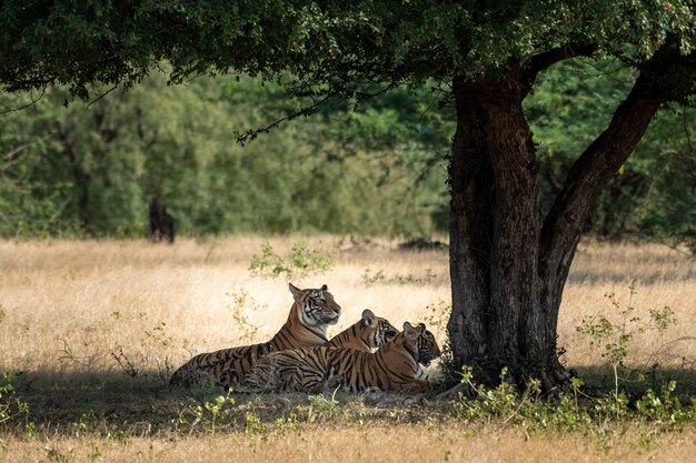 Photo vue d'un chat reposant sur un arbre