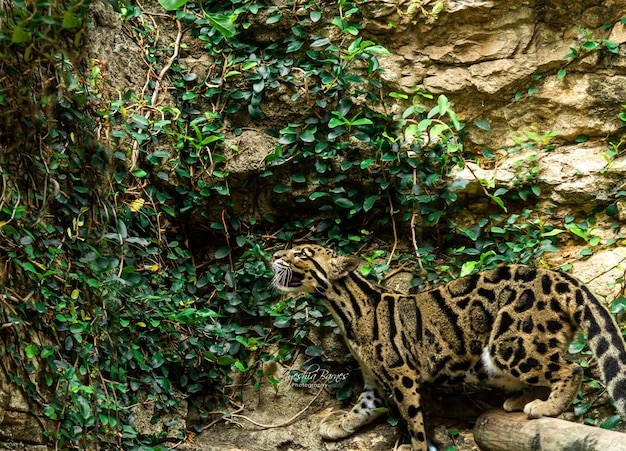 Photo vue d'un chat sauvage dans la forêt