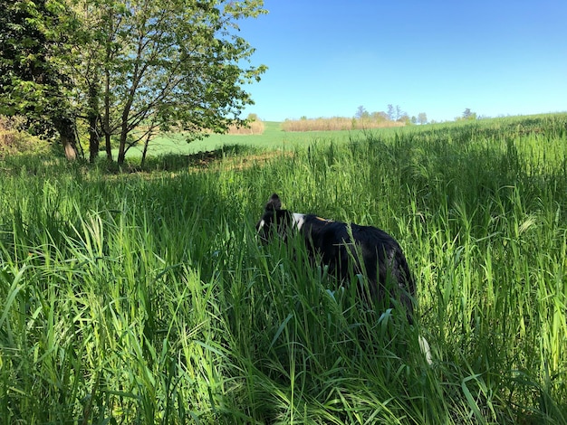 Photo vue d'un cheval sur le champ contre un ciel dégagé