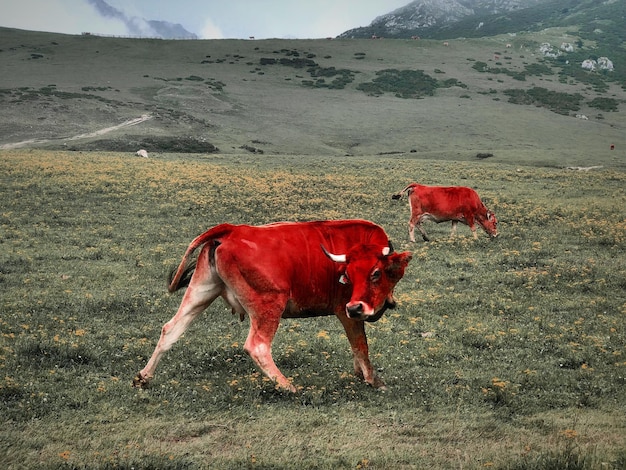 Photo vue d'un cheval sur le champ