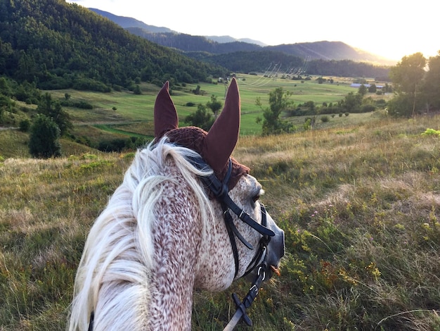 Vue d'un cheval sur le champ