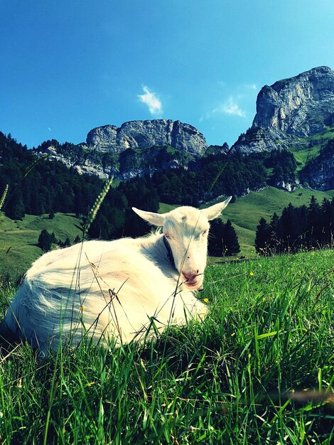 Photo vue d'un cheval sur le champ