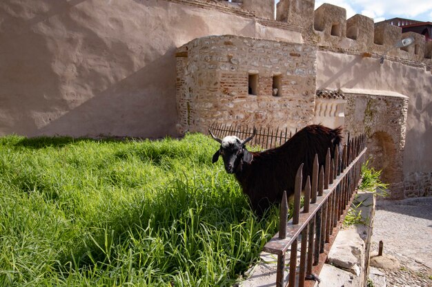 Photo vue d'un cheval sur le mur