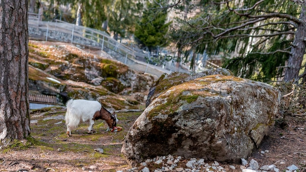 Photo vue d'un cheval sur un rocher