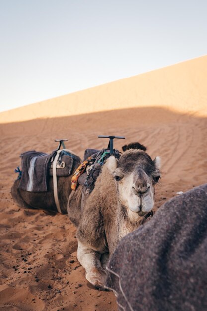 Photo vue d'un cheval sur le sable