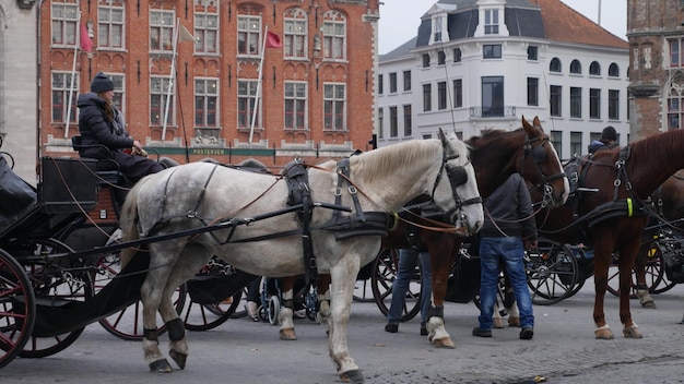 Photo vue d'un cheval