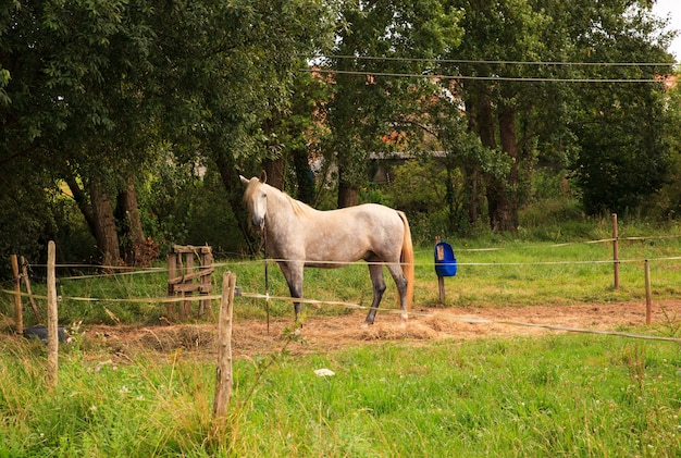 Vue de cheval