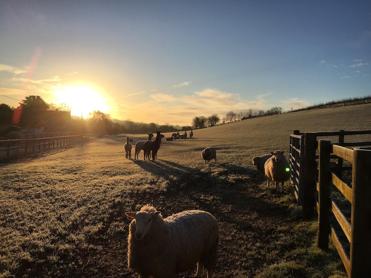Photo vue des chevaux sur le champ contre le ciel au coucher du soleil