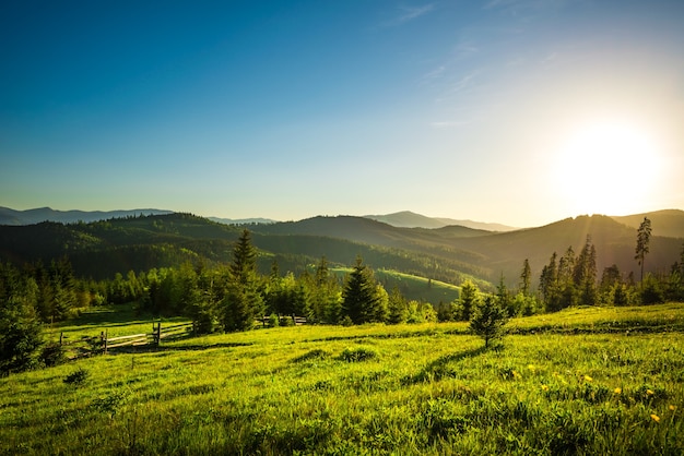 Vue chic du sommet d'une colline sur une forêt d'épicéas