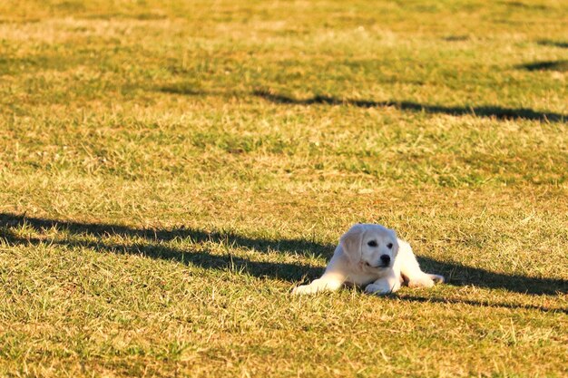 Vue d'un chien allongé sur l'herbe