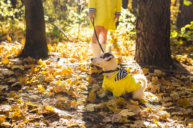 Photo vue d'un chien sur un arbre