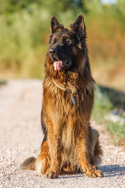 Photo vue d'un chien assis sur le champ