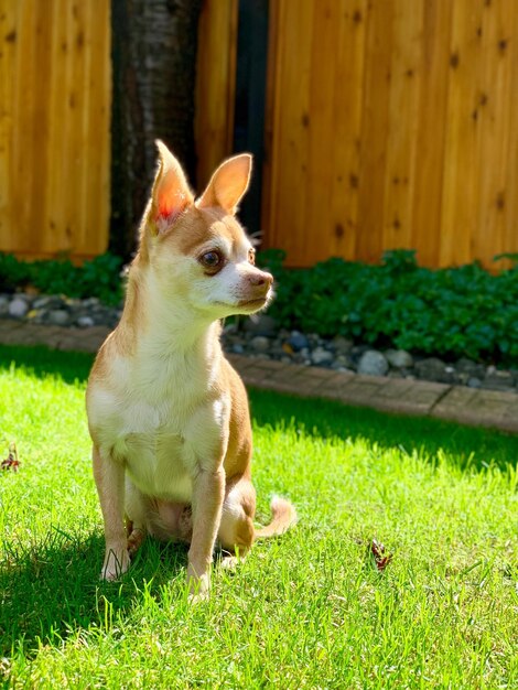 Photo vue d'un chien assis sur le champ