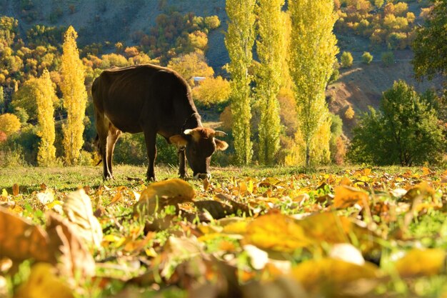 Photo vue d'un chien sur le champ en automne