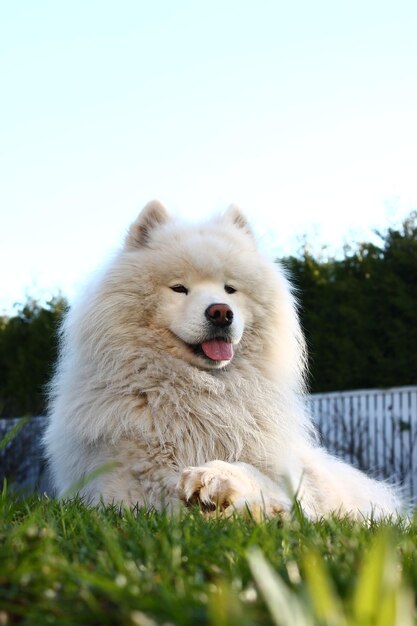 Vue d'un chien sur le champ contre un ciel dégagé