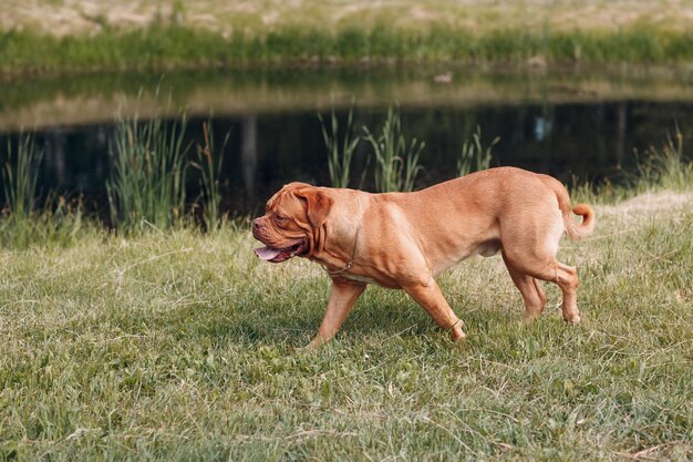 Photo vue d'un chien sur le champ