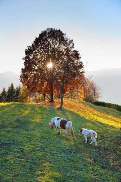 Photo vue d'un chien sur le champ