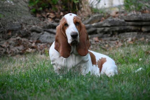 Photo vue d'un chien sur le champ