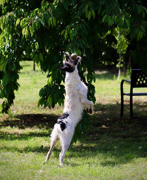 Photo vue d'un chien sur le champ