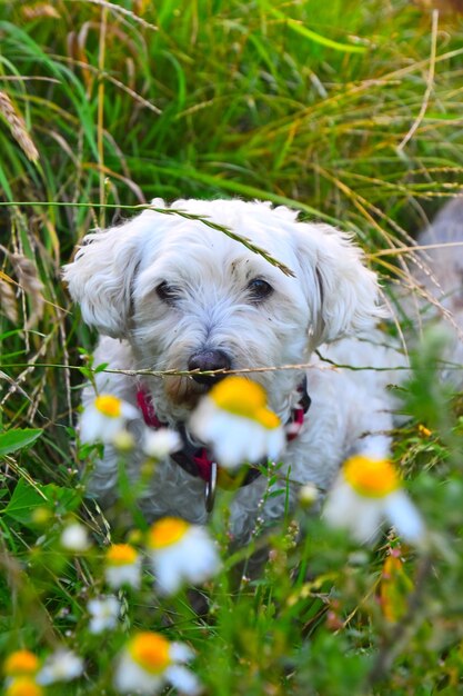 Photo vue d'un chien sur le champ