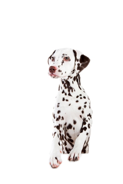 Photo vue d'un chien sur un fond blanc