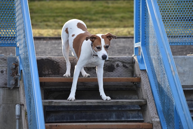 Vue d'un chien mignon dans les escaliers du parc
