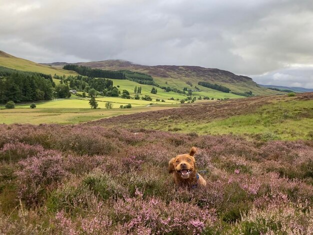 Photo vue d'un chien sur le paysage