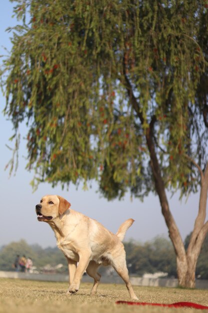 Vue d'un chien qui détourne le regard