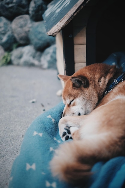 Vue d'un chien qui dort sur une couette.
