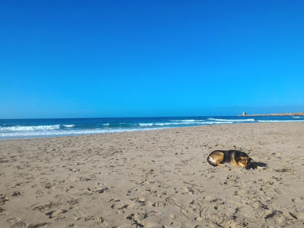 Photo vue d'un chien solitaire sur la plage contre un ciel bleu clair