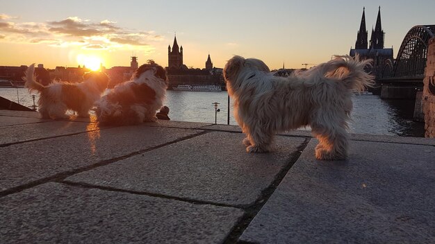 Vue d'un chien en ville