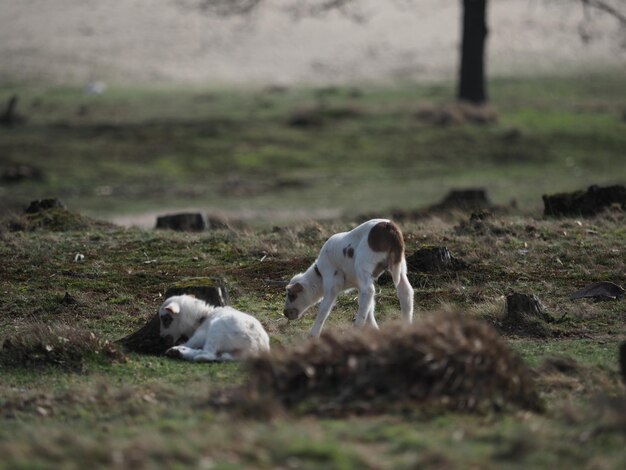 Photo vue des chiens sur le champ