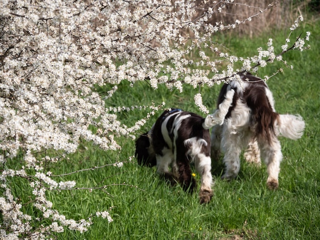 Photo vue des chiens sur le champ