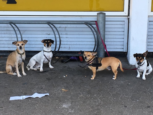 Photo vue des chiens sur le sentier dans la rue