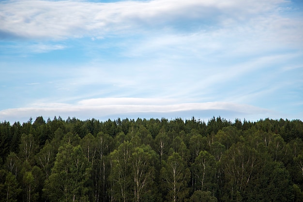 Vue sur la cime des arbres sur le lac Vlasina en Serbie