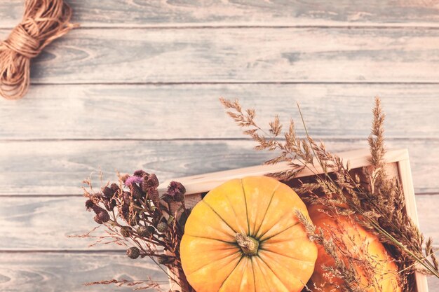 Vue des citrouilles sur la table