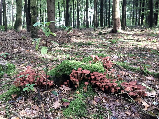 Une vue d'une clairière de forêt avec des champignons vénéneux qui y poussent Paysage d'été