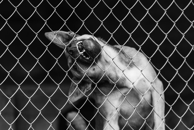 Photo vue de la clôture en chaîne dans une cage au zoo